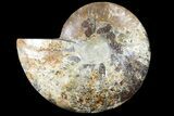 Cut Ammonite Fossil (Half) - Agatized #121485-1